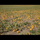 Eines der vielen Kürbis- …